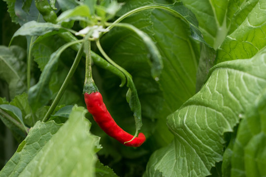 Chili Pepper