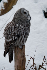Grey owl is sitting on the stub and is looking up