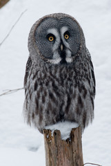Grey owl on the stub