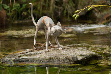 TURIN, ITALY - JULY 12, 2016: Urban sculpture by Rodolfo Marasciuolo of  cat of Valentino's Park in Turin (Italy) on july 12, 2016.