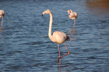 Flamant rose au parc ornithologique, Camargue, France