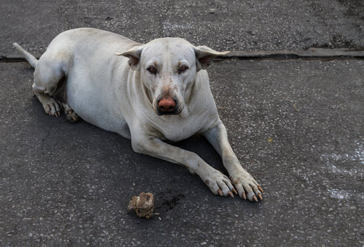 Fat street white dog with red nose as clown  