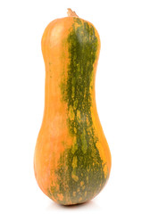 pumpkin on a white background