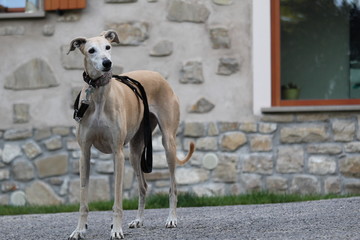 Galgo incerto