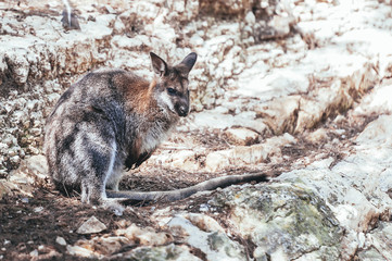 Wallaby