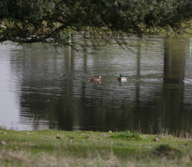 Anas platyrhynchos swimming