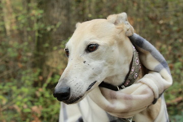 Galgo in autunno