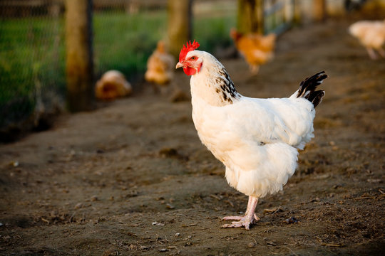 poule pondeuse