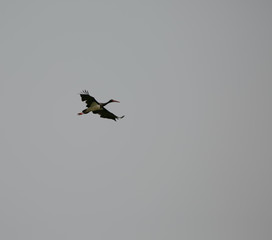 Ciconia nigra flying