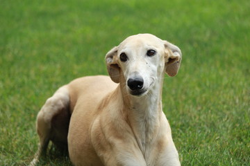 galgo in verde
