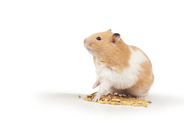 Hamster with corn and oats on a white background