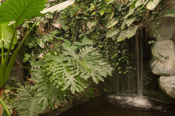 tropical zone in the greenhouse.