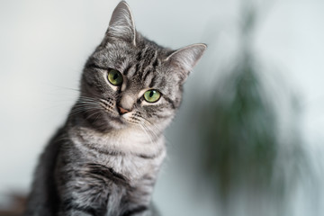 Beautiful American Shorthair cat with green eyes