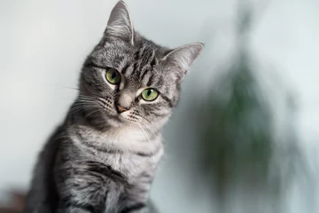 Poster Beautiful American Shorthair cat with green eyes © Lalandrew
