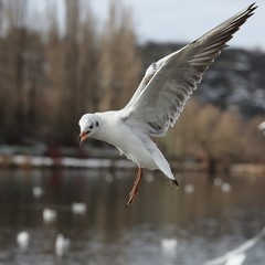 Seagull in flight.