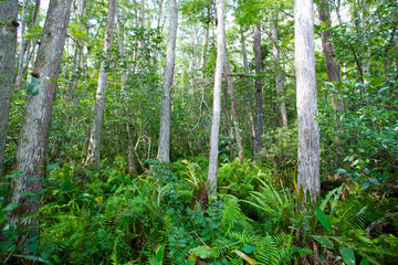 Naklejka na ściany i meble Cypress in Everglades national park