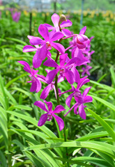 Obraz premium Purple orchid flower