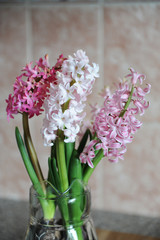 Tender pink flowers of hyacinth bulbs in a glass jar. Nice pink background, spring mood