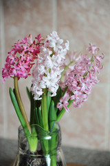 Tender pink flowers of hyacinth bulbs in a glass jar. Nice pink background, spring mood