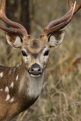 Profile of a male Spotted deer, Bandhavgarh National Park, India