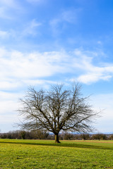 Fototapeta na wymiar Einsamer Baum auf grünem Feld