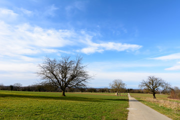Fototapeta na wymiar Einsamer Baum auf grünem Feld