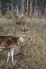 Naklejka na ściany i meble Male Spotted deer, facing, Pench National Park, India