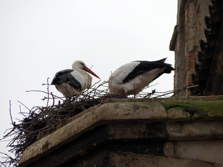 A couple of storks in the nest
