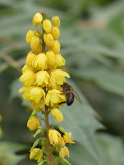 The bee and the flower