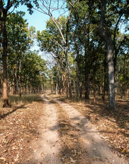 Fototapeta na wymiar Typical forest landscape on a safari trip in Pench National Park, India