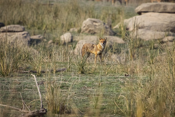 Golden Jackal in the grassland, Pench National Park, India