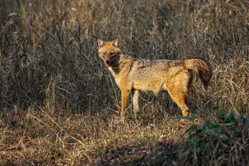 Golden Jackal in the grassland, Pench National Park, India