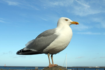 Möwe wartet auf Futter