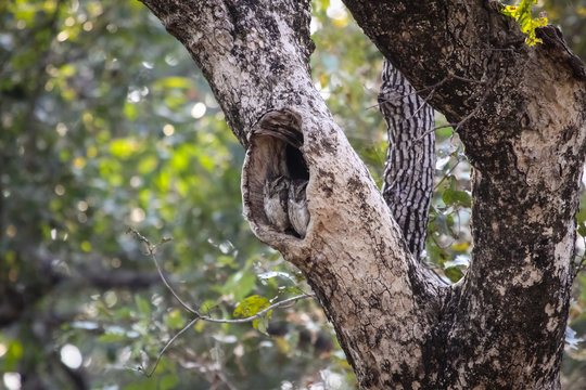 Couple of Indian scops owls perching in a dead tree hole, Pench National Park, India