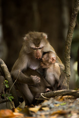 Monkey in the forest