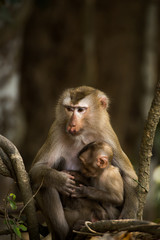 Fototapeta premium Monkey in the forest