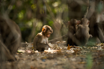 Monkey in the forest