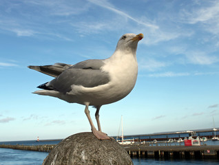 Möwe in Hafen von Warnemünde