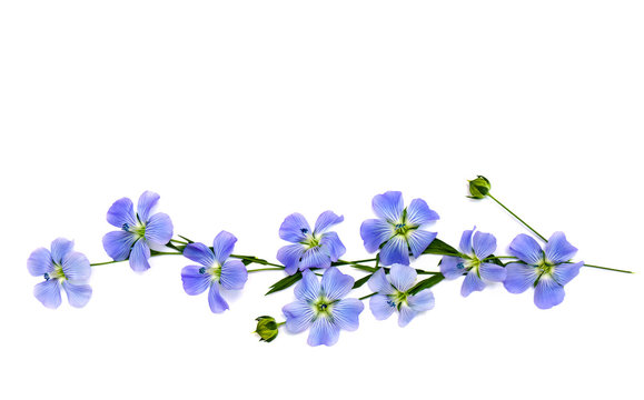 Fototapeta Flowers and capsule with seed flax (Linum usitatissimum) common names: common flax or linseed on a white background with space for text. Top view, flat lay