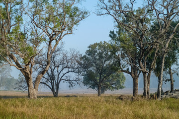 Typical forest landscape on a hazy morning, Kanha National Park, India