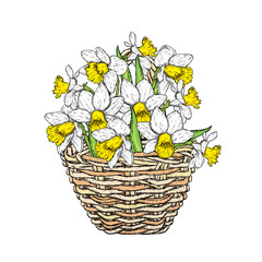 Beautiful bouquet of daffodils in a wicker basket. Vector illustration. Spring flowers.

