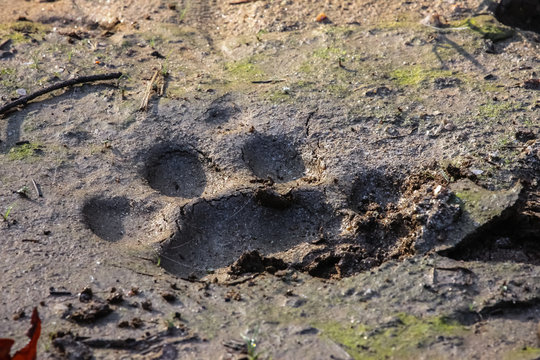 Tiger track or footprint in the mud, Kanha National Park, India