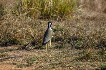 Red wattled lapwing, Kanha National Park, India