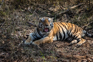 Impressive Bengal tiger resting in the forest, yawning, Kanha National Park, India
