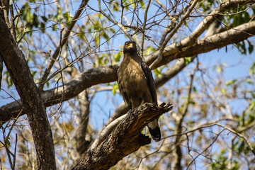 Crested serpent eagle perching on a branch, Kanha National Park, India