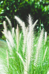 white feather grass in the park on the morning.