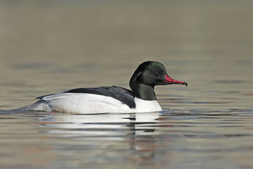 male merganser