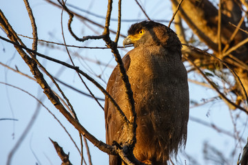 Close up of a Crested Serpent eagle, profile, Bandhavgarh National Park, India