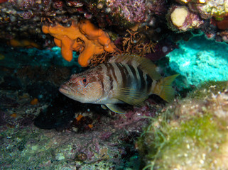 Under water shot of big funny fish in Croatian sea while diving