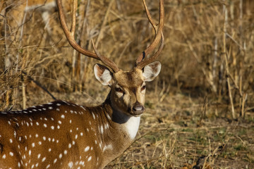 Close up of a male Spotted deer, facing, Bandhavgarh National Park, India